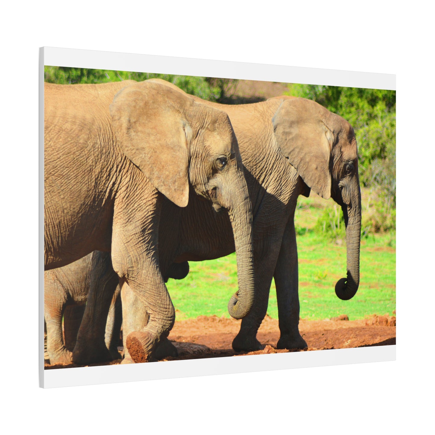 African Elephants - Canvas Print