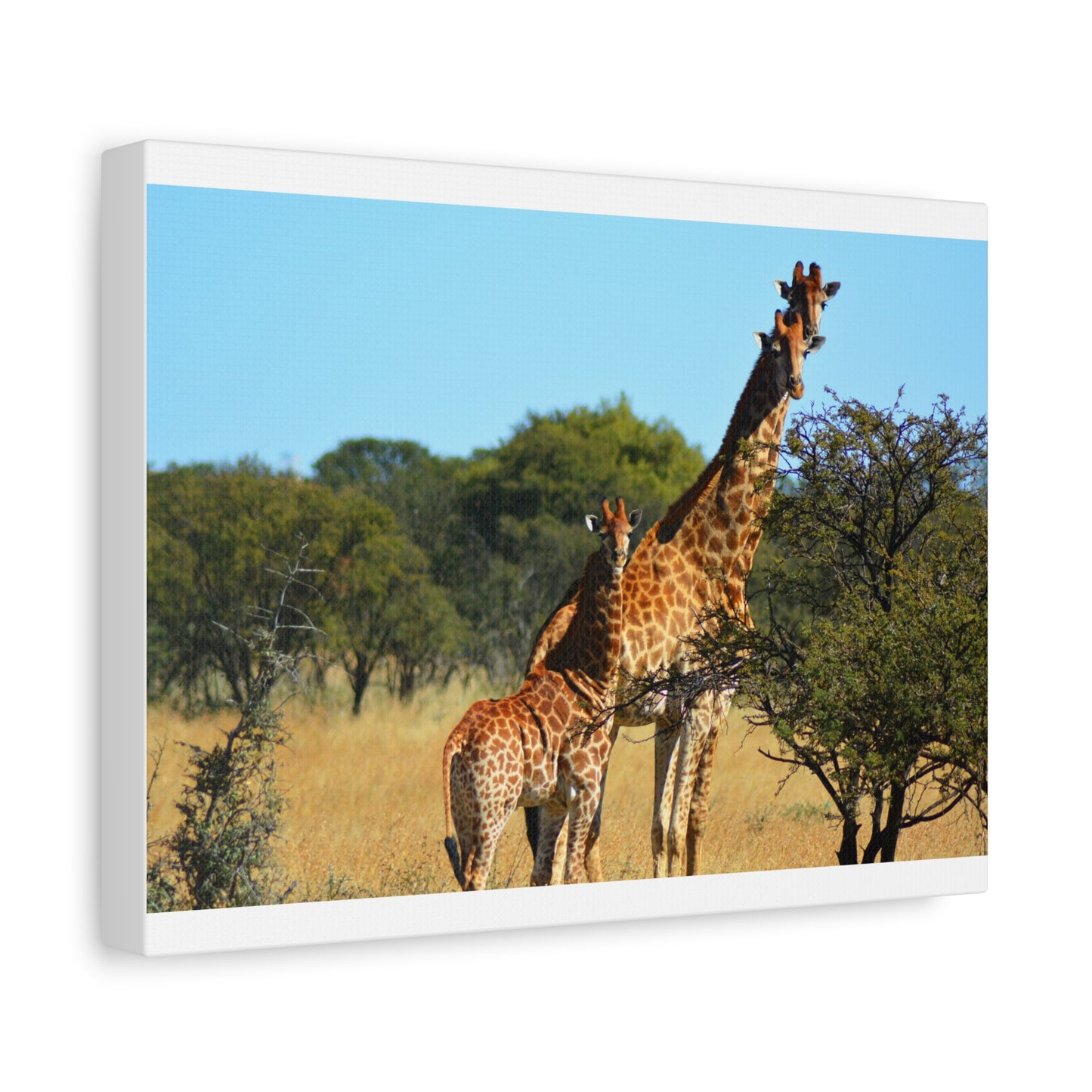 Giraffe Family in Africa