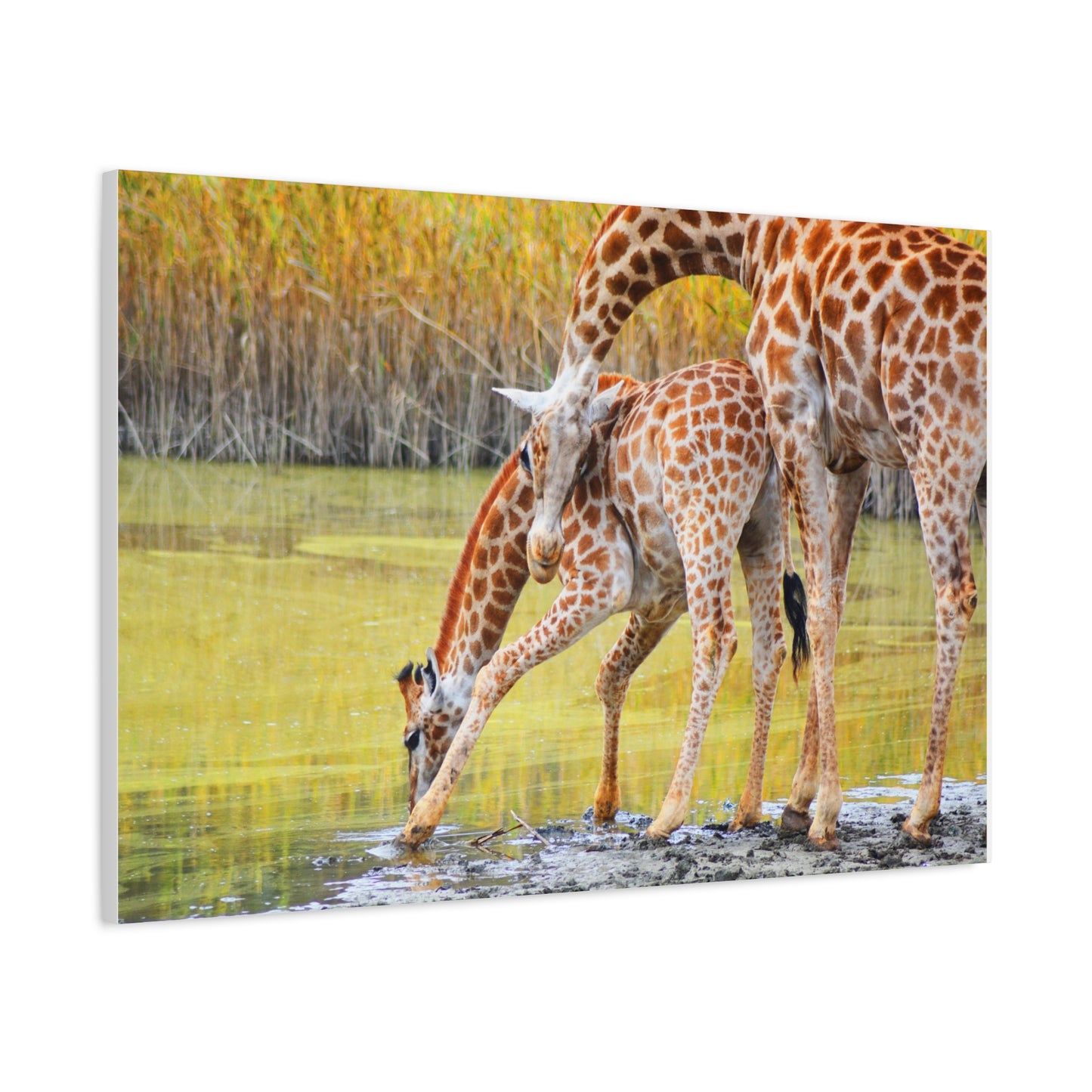 Giraffe Family Matte Canvas Wall Art, Nature Decor, Wildlife Print, Animal Lovers Gift, Nursery Decoration