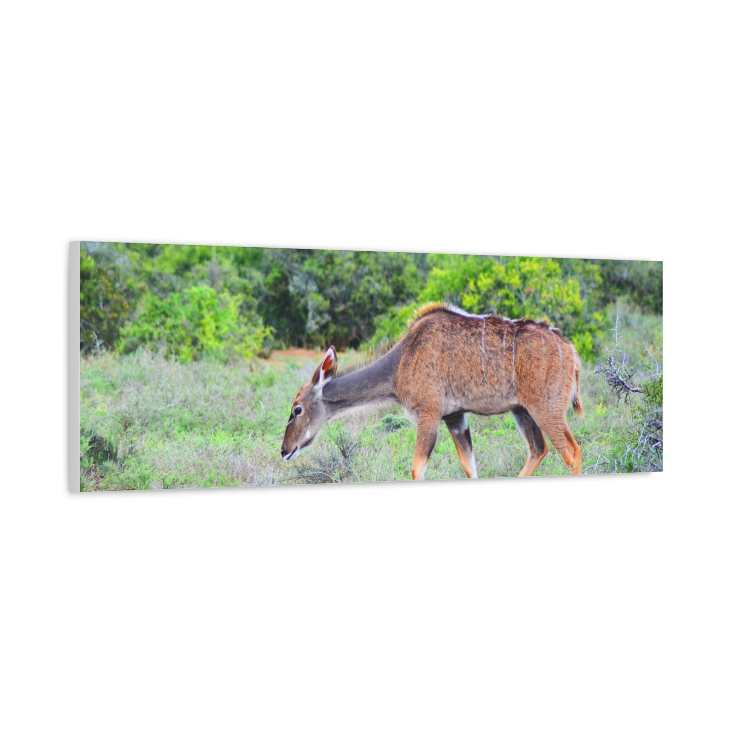 Africa Kudu Cow - Canvas Print