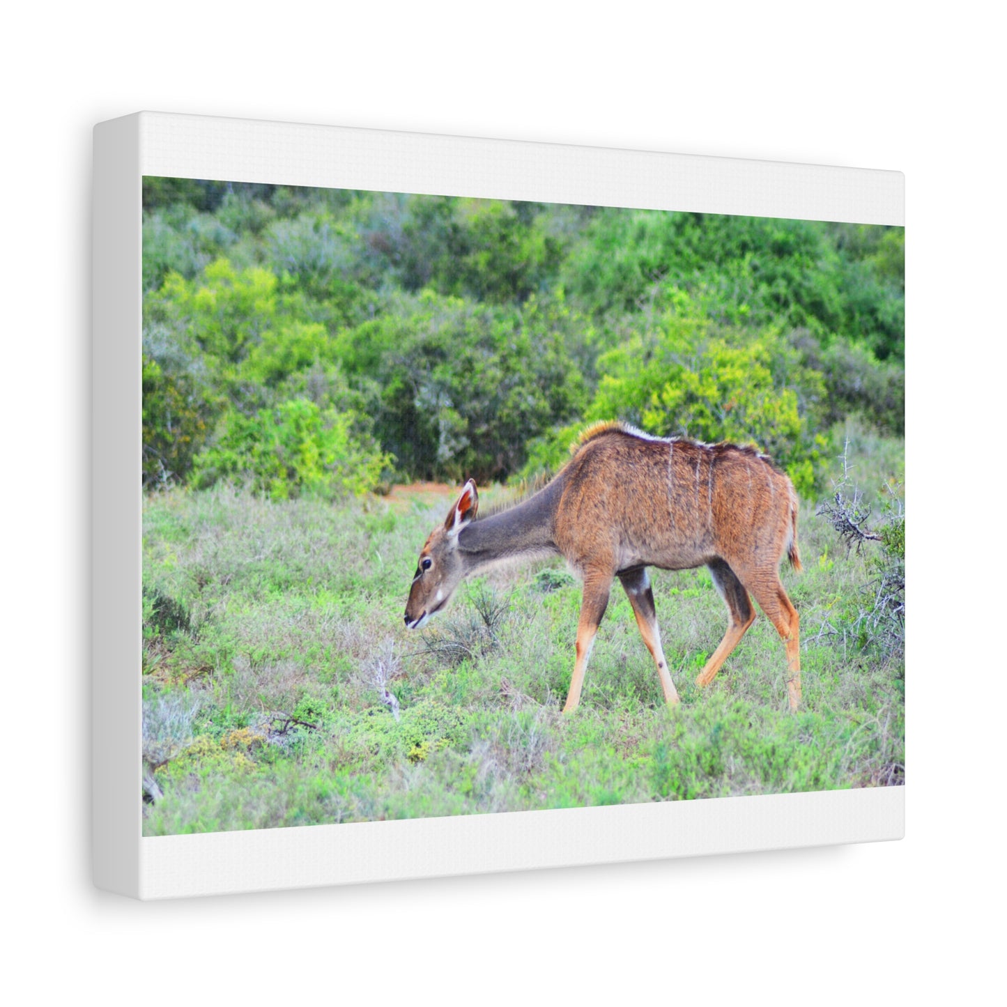 Africa Kudu Cow - Canvas Print