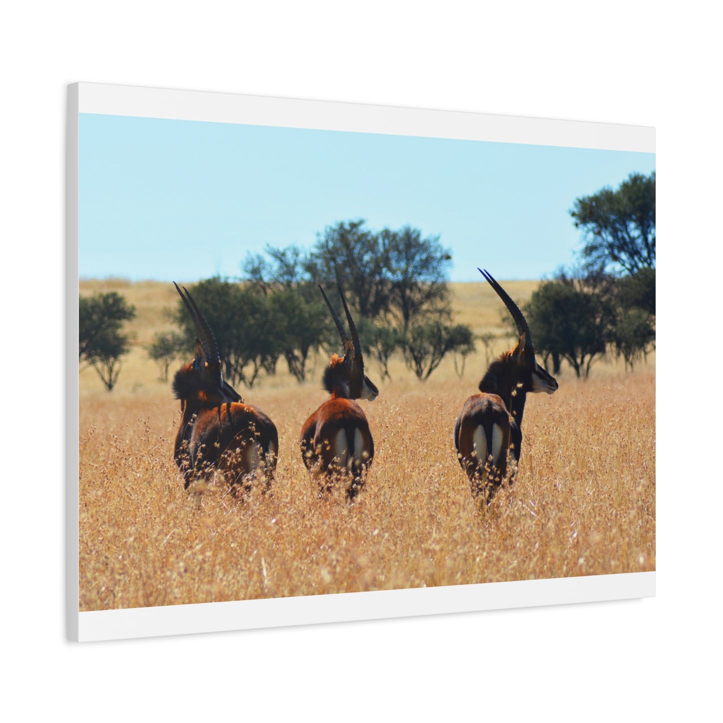 Sable Trio in Africa Canvas Print