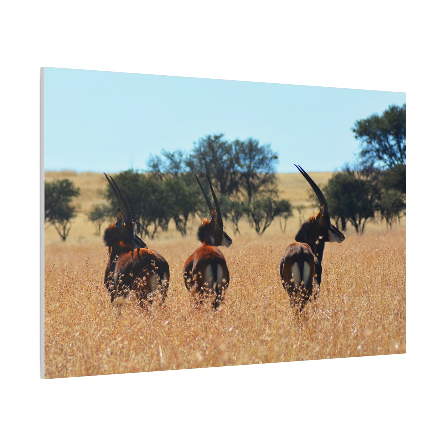 Sable Trio in Africa Canvas Print