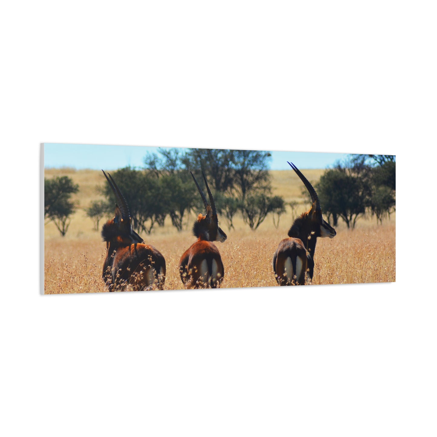 Sable Trio in Africa Canvas Print