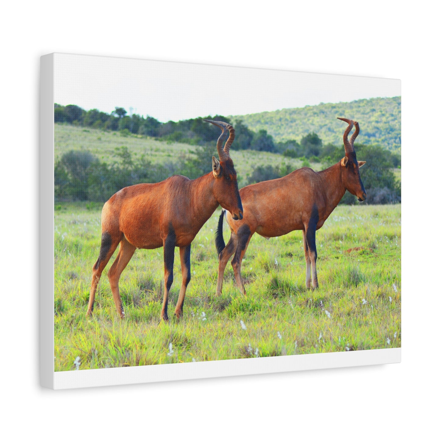 African Red Hartebeest - Canvas Print