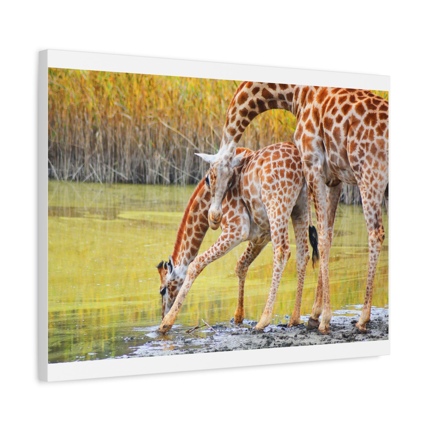 Giraffe Family Matte Canvas Wall Art, Nature Decor, Wildlife Print, Animal Lovers Gift, Nursery Decoration