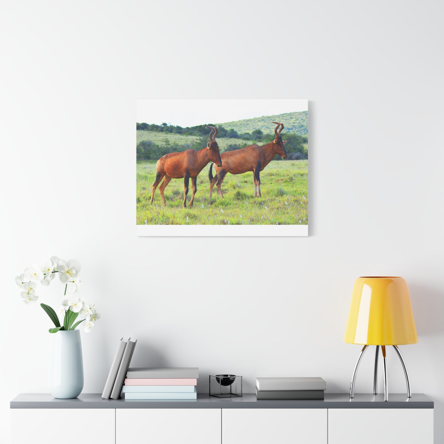 African Red Hartebeest - Canvas Print