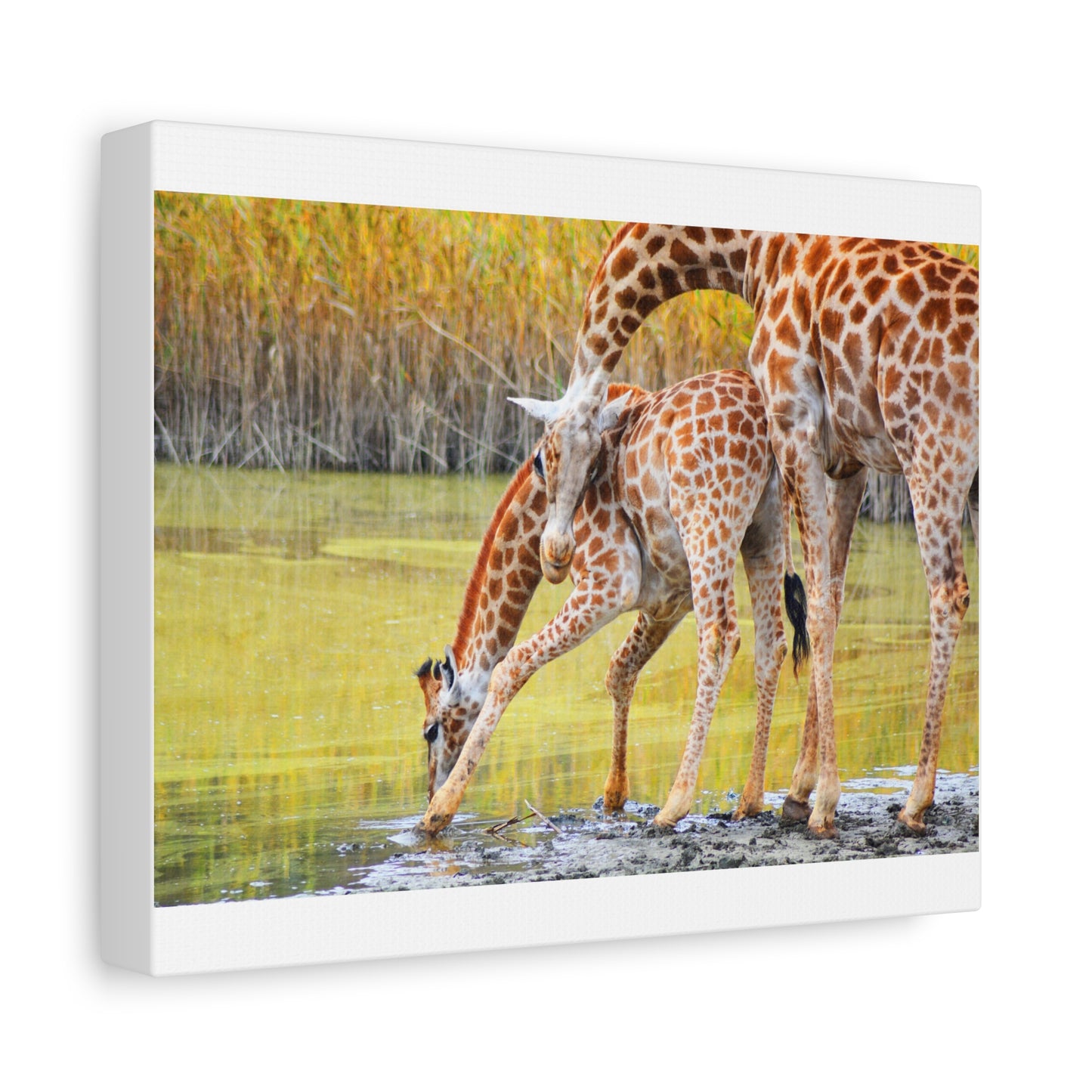 Giraffe Family Matte Canvas Wall Art, Nature Decor, Wildlife Print, Animal Lovers Gift, Nursery Decoration
