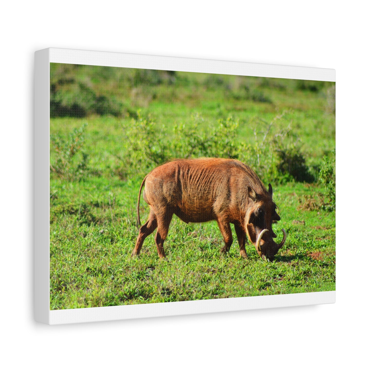 African Warthog - Canvas Print