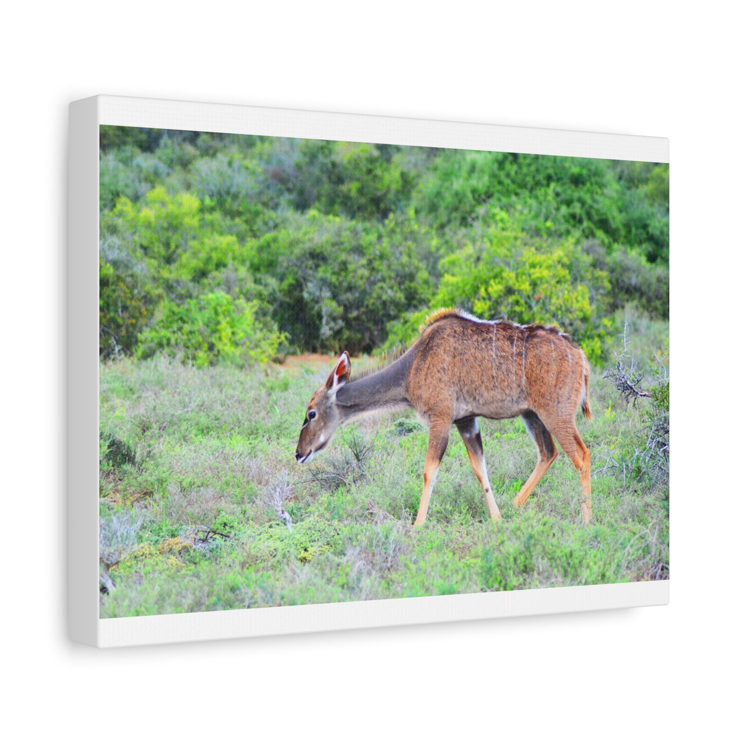 Africa Kudu Cow - Canvas Print