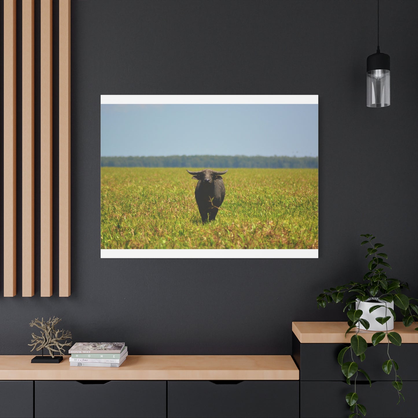 Asiatic Water Buffalo Australian Outback - Canvas Print