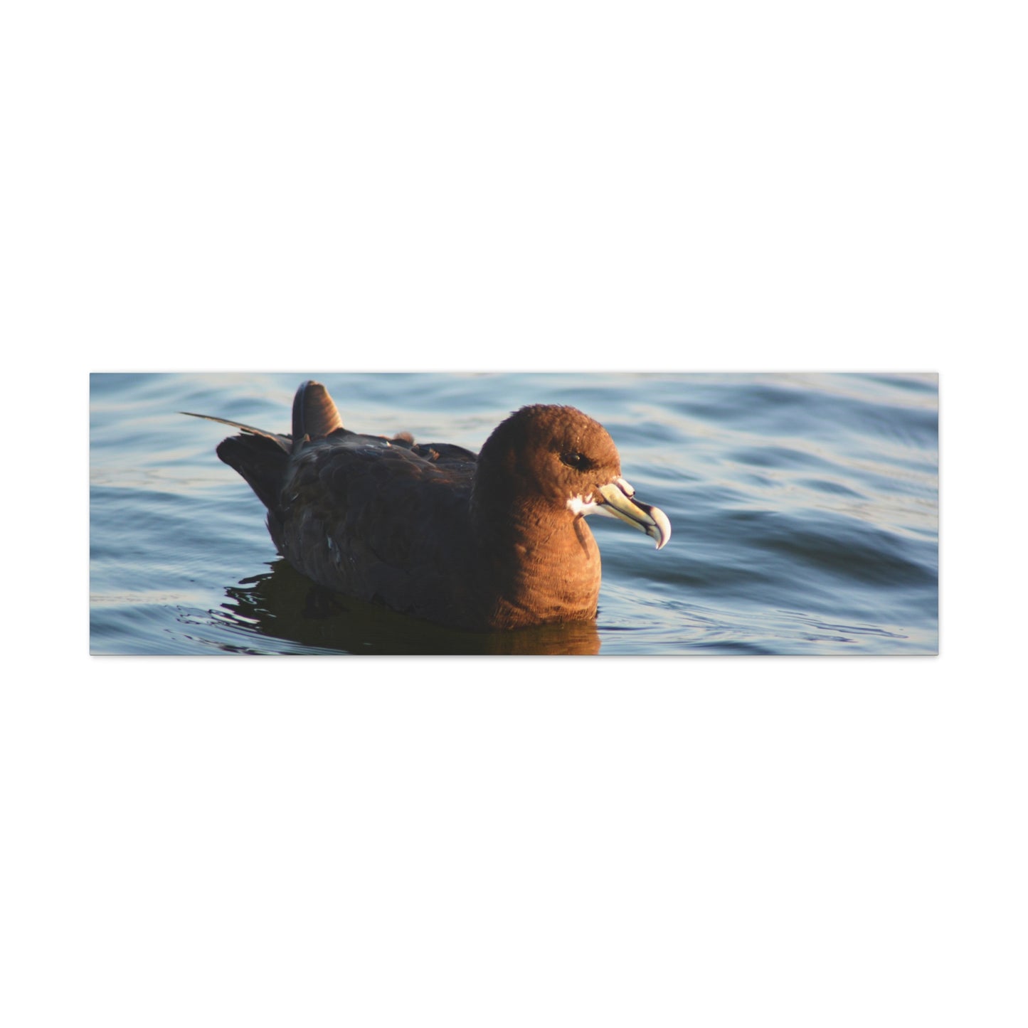 Bird Art Wall Decor, Coastal Wall Art, Ocean Decor, Nature Photography, Sea Bird Print