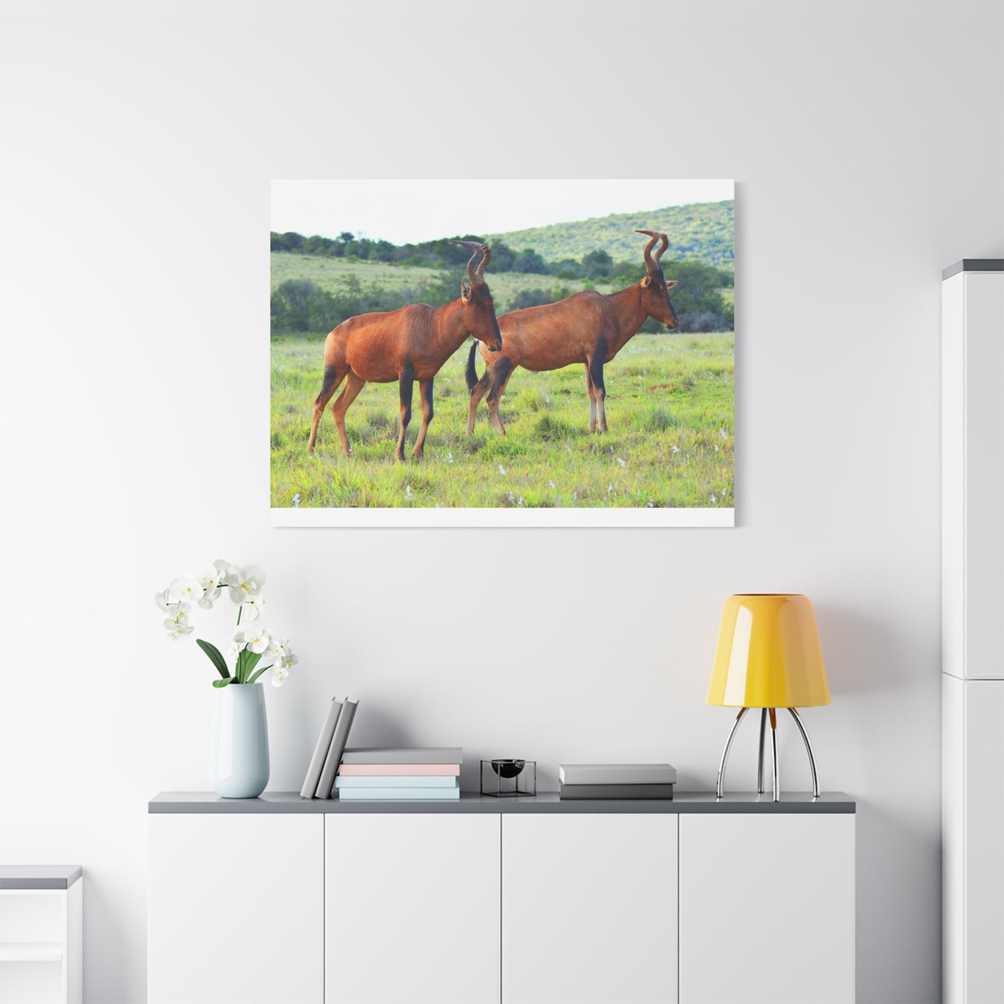 African Red Hartebeest - Canvas Print