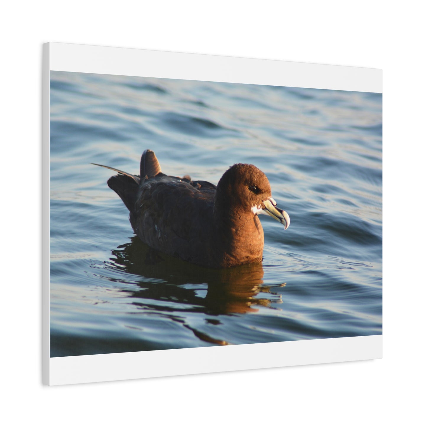 Bird Art Wall Decor, Coastal Wall Art, Ocean Decor, Nature Photography, Sea Bird Print
