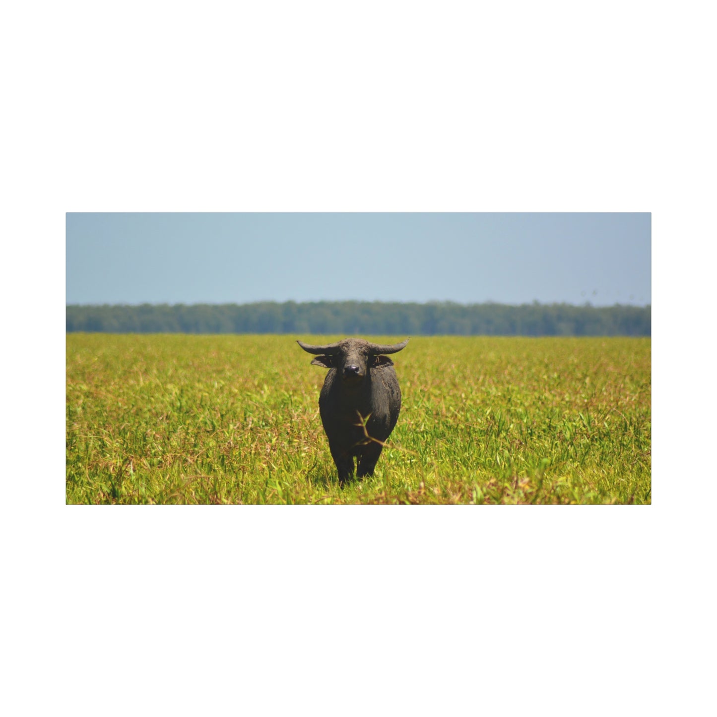Asiatic Water Buffalo Australian Outback - Canvas Print