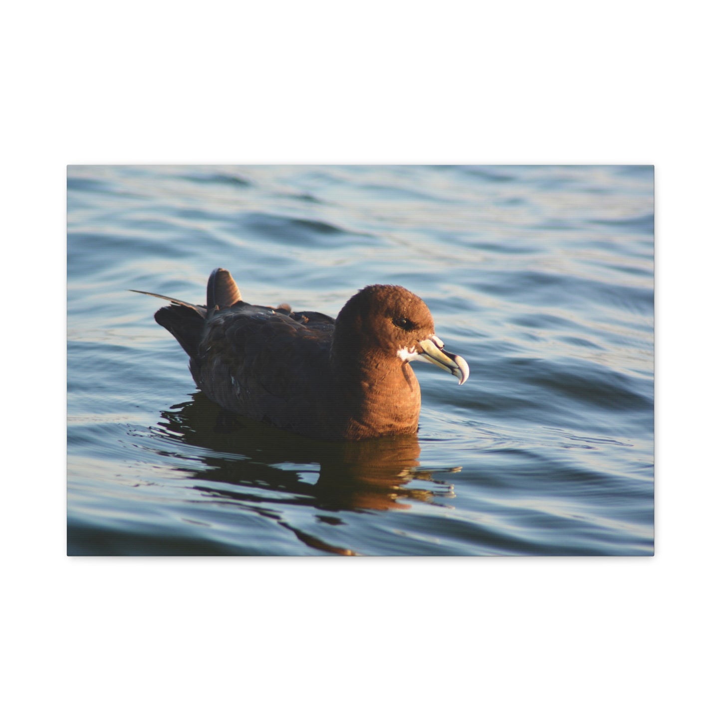 Bird Art Wall Decor, Coastal Wall Art, Ocean Decor, Nature Photography, Sea Bird Print
