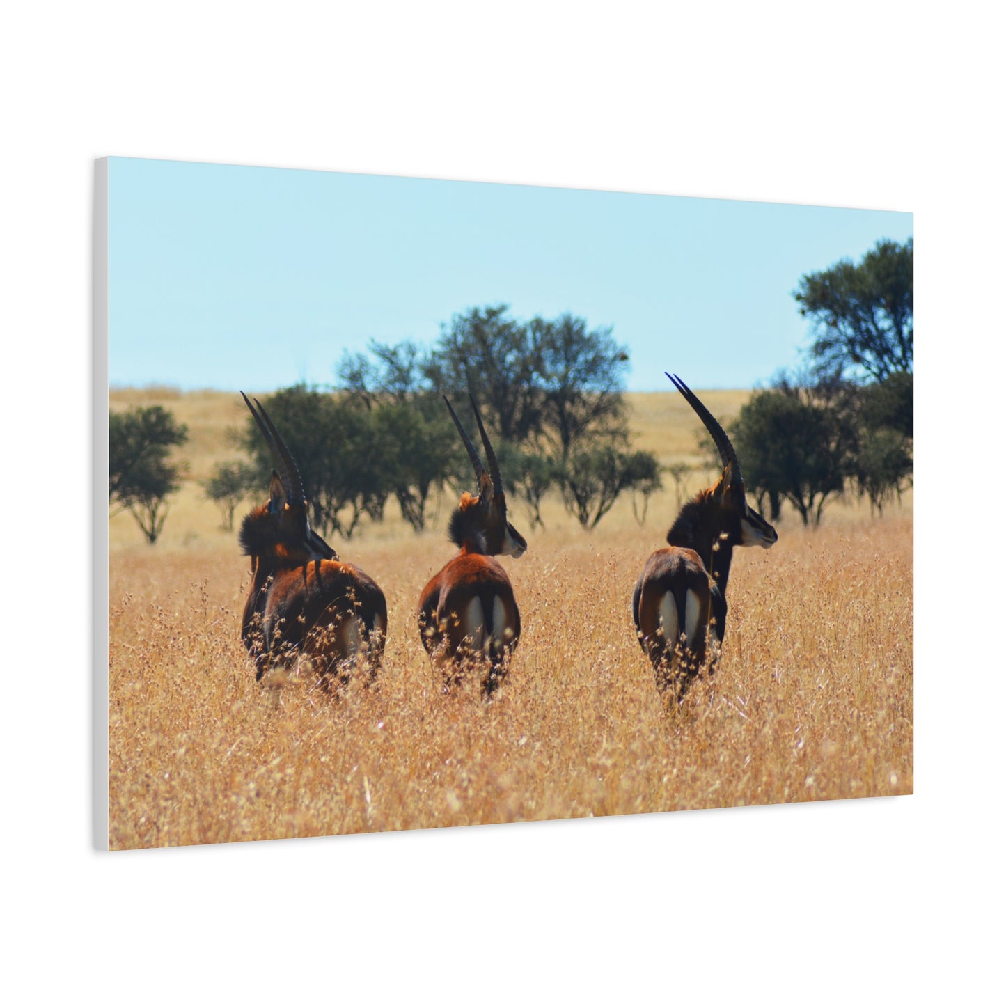 Sable Trio in Africa Canvas Print