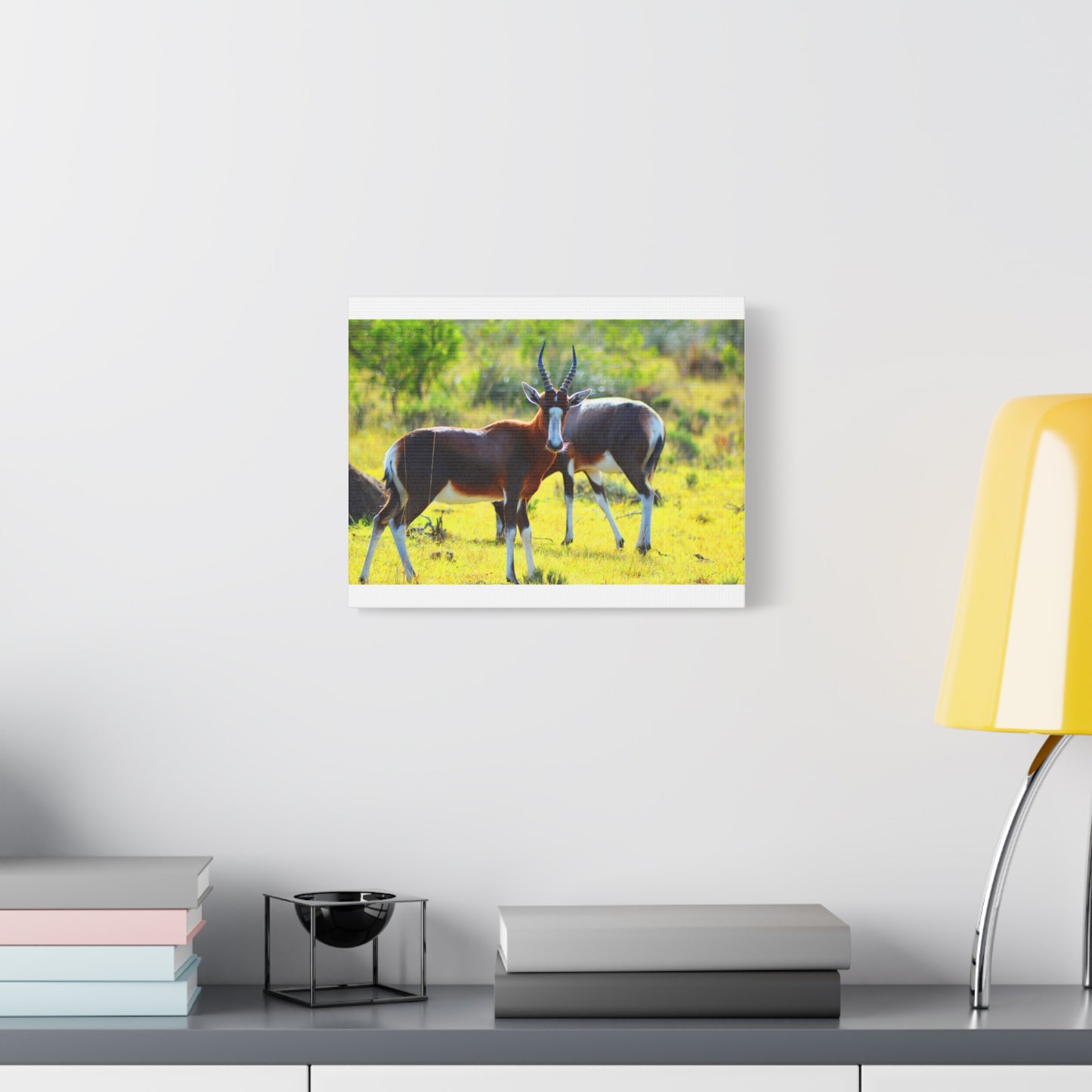Blesbok in Africa - Canvas Print