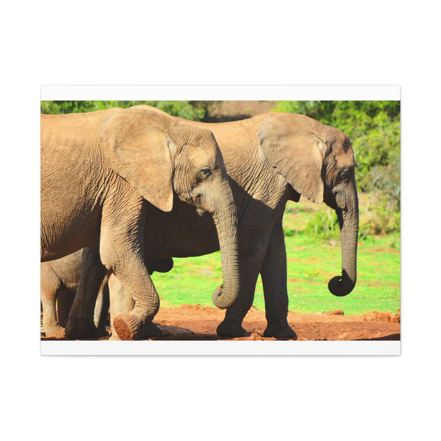 African Elephants - Canvas Print