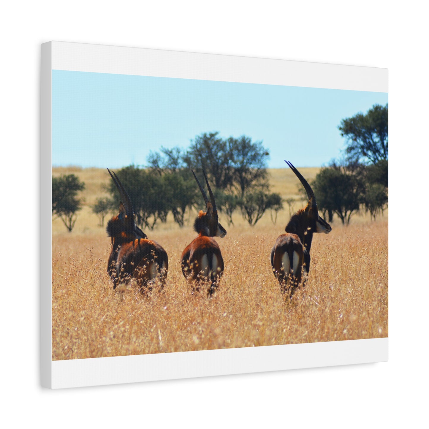 Sable Trio in Africa Canvas Print