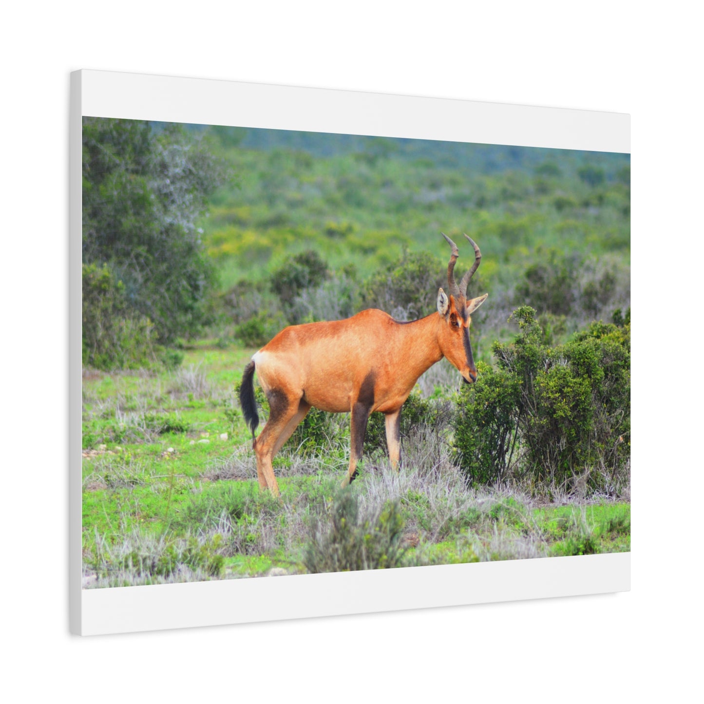 Africa Red Hartebeest - Canvas Print