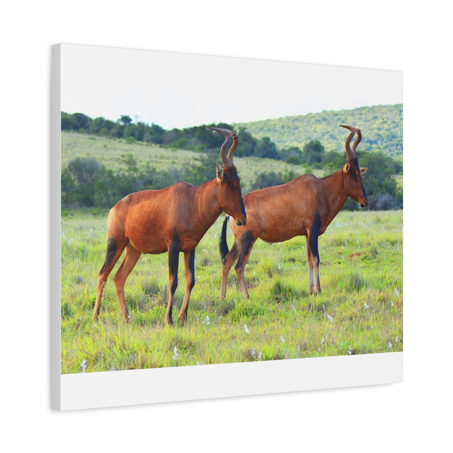 African Red Hartebeest - Canvas Print