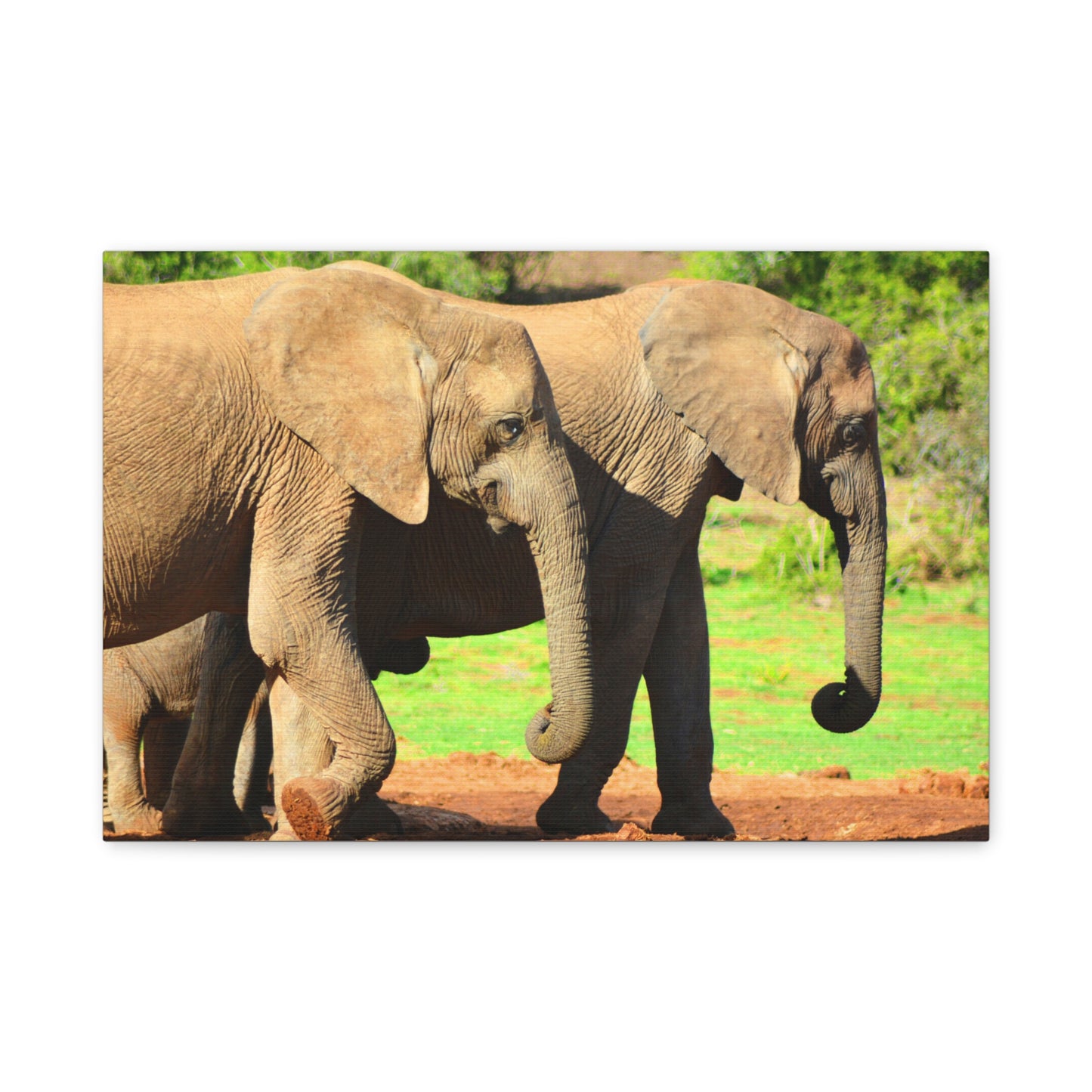 African Elephants - Canvas Print