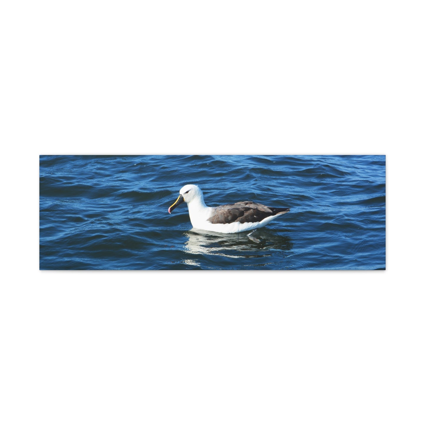 Albatross Canvas Print Sea Bird