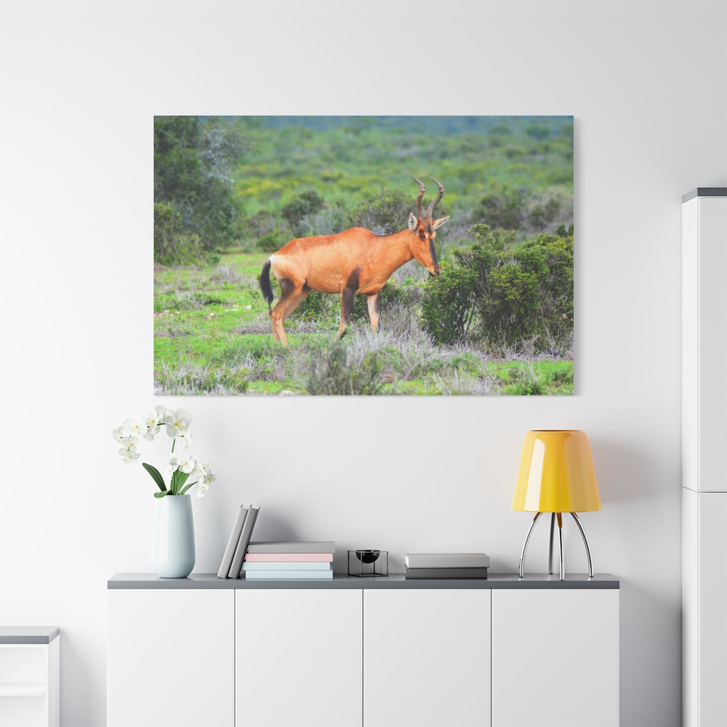 Africa Red Hartebeest - Canvas Print