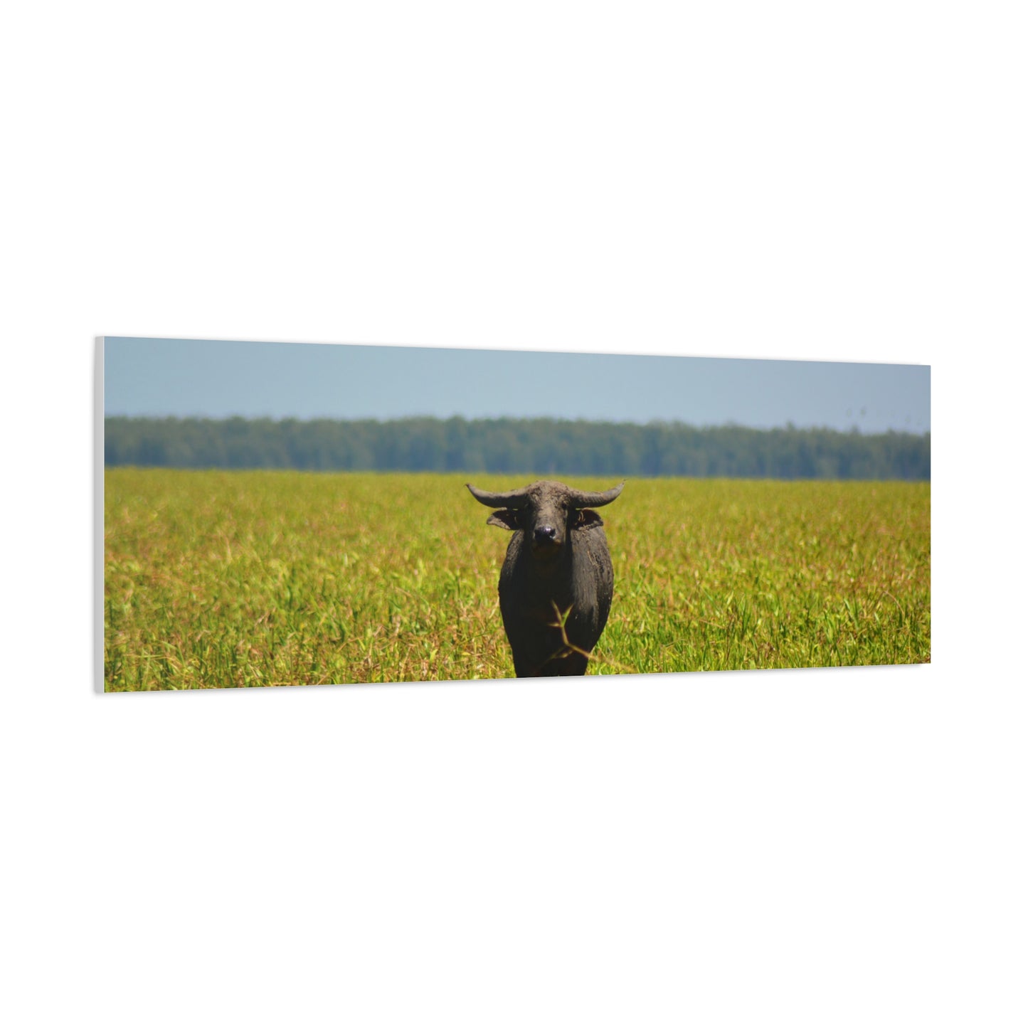 Asiatic Water Buffalo Australian Outback - Canvas Print