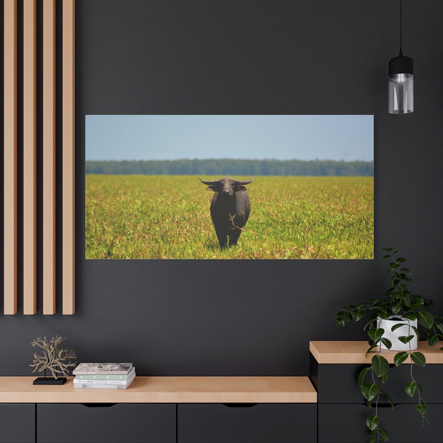 Asiatic Water Buffalo Australian Outback - Canvas Print