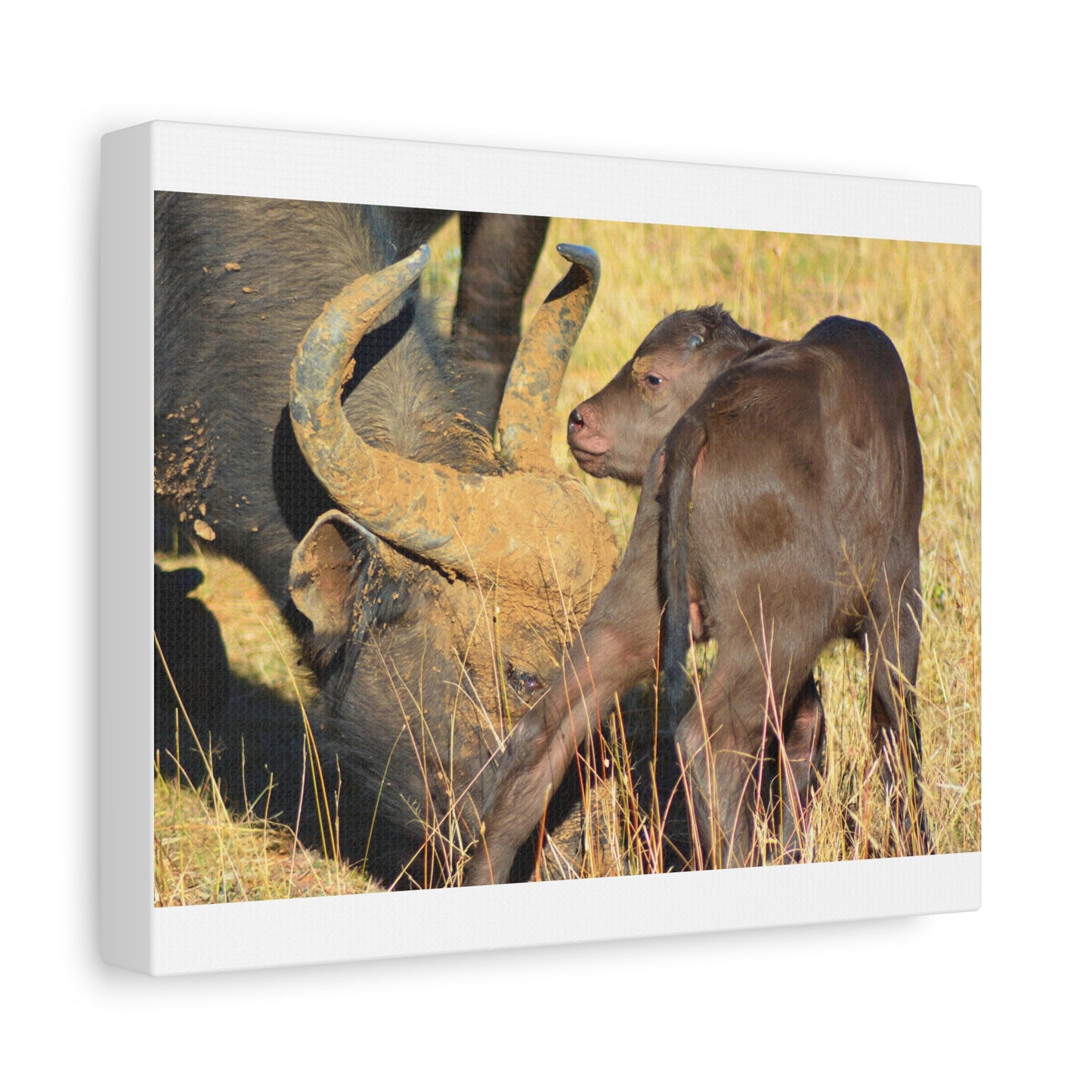 Cape Buffalo Tends to Calf