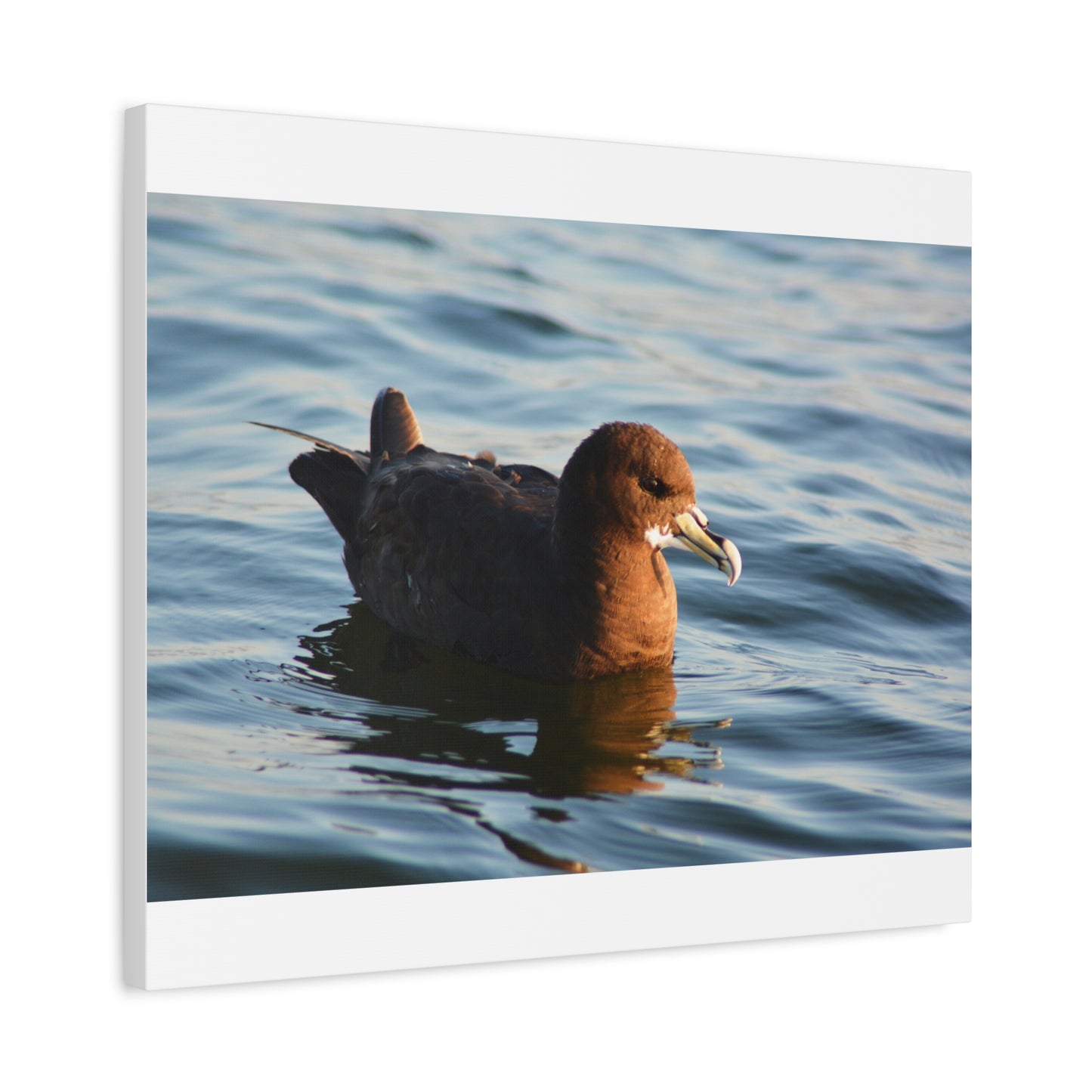 Bird Art Wall Decor, Coastal Wall Art, Ocean Decor, Nature Photography, Sea Bird Print