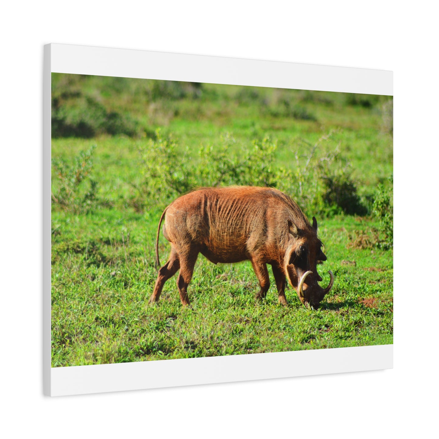 African Warthog - Canvas Print