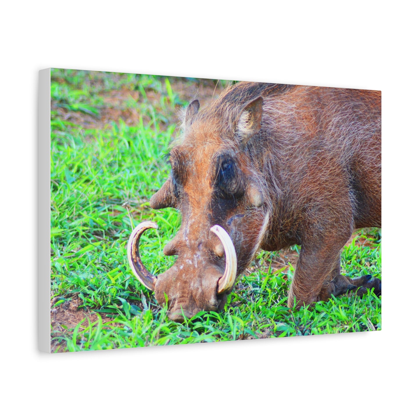 African Warthog Eating - Canvas Print