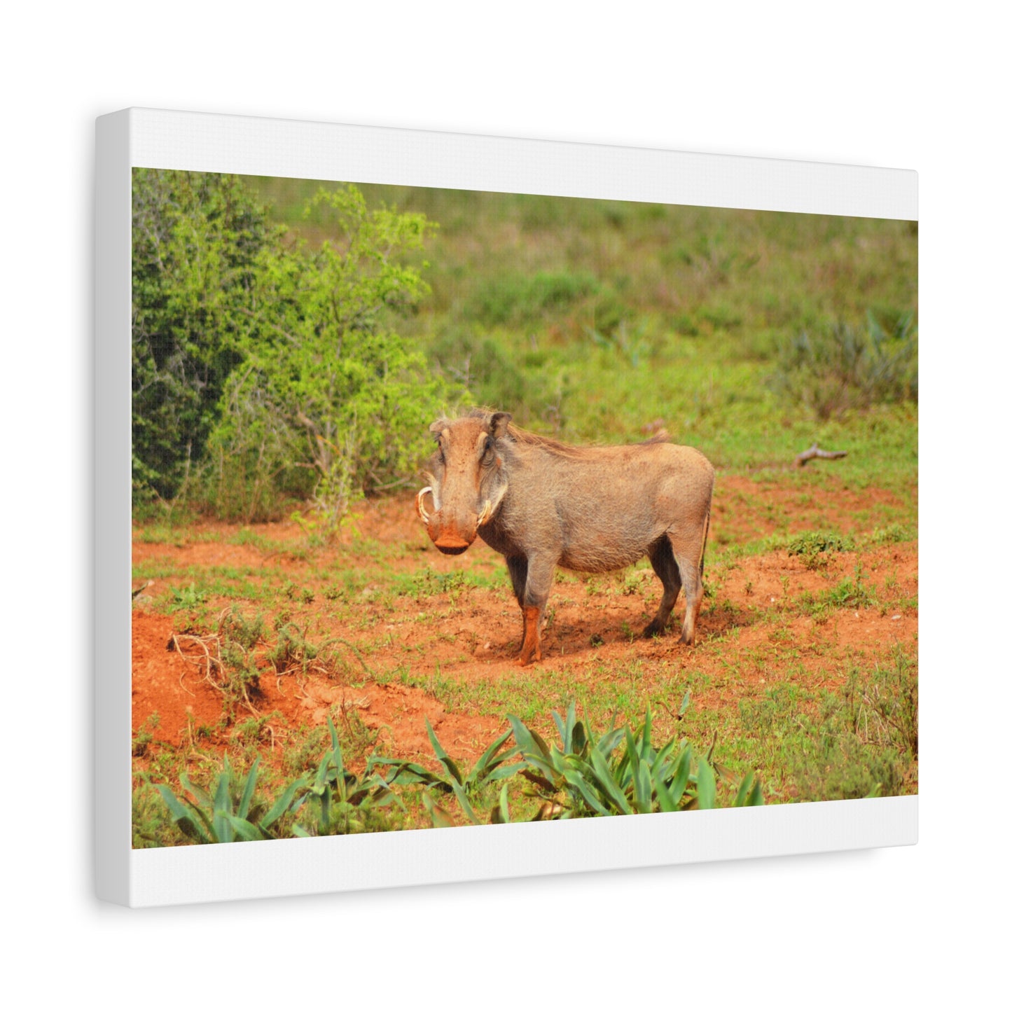 Dirty Warthog - Canvas Print