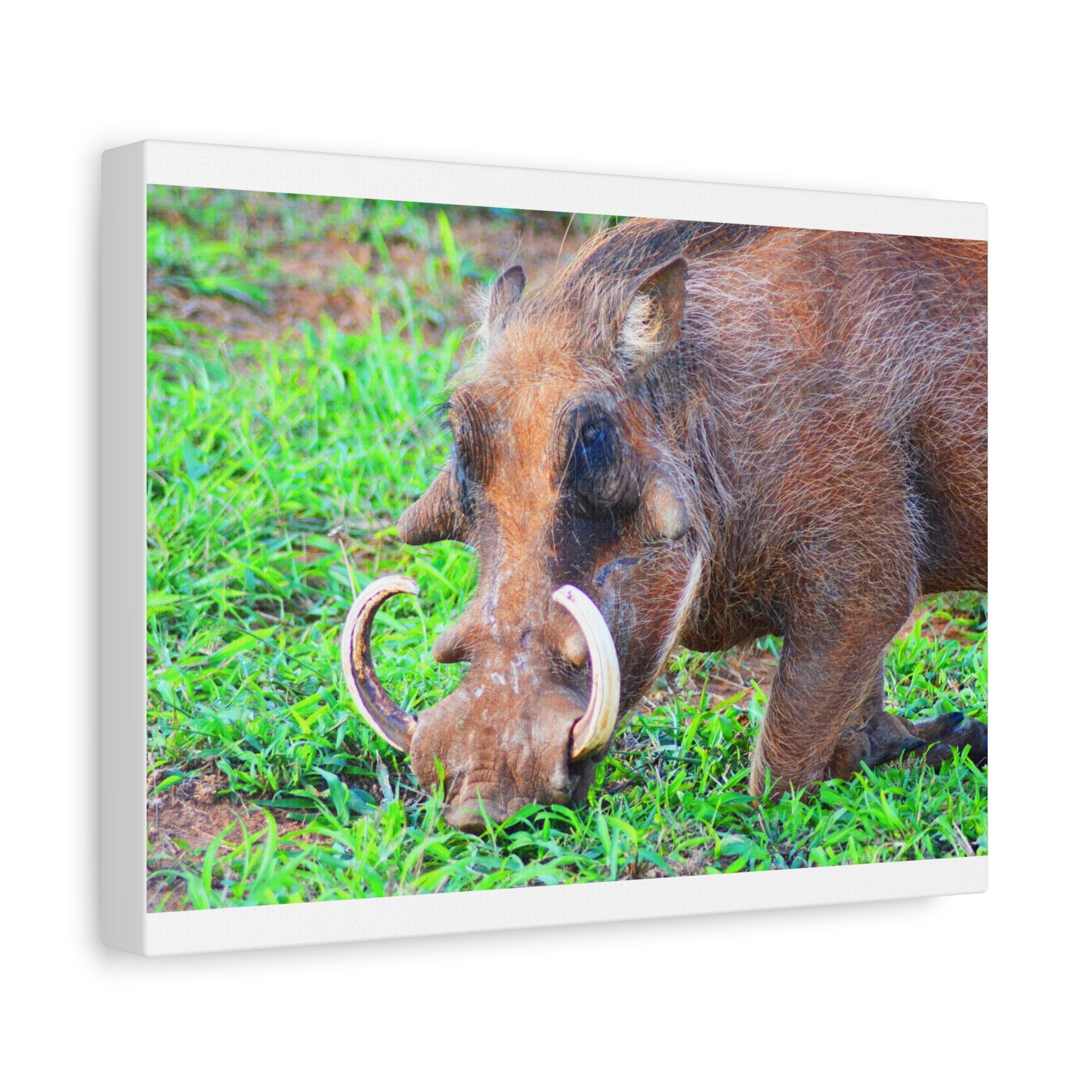 African Warthog Eating - Canvas Print
