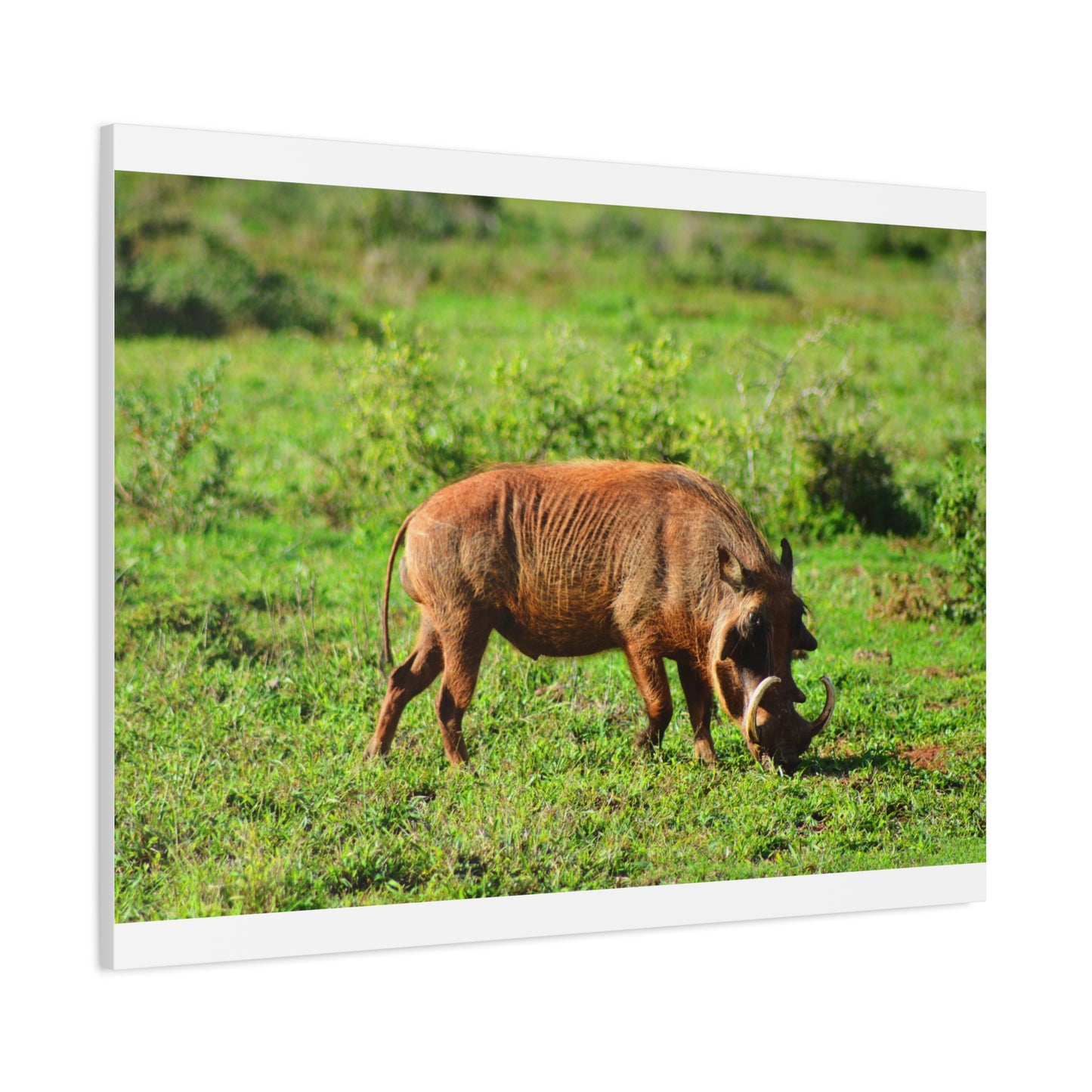 African Warthog - Canvas Print