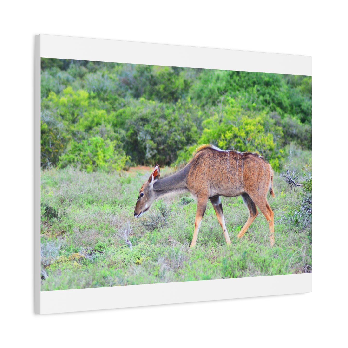 Africa Kudu Cow - Canvas Print