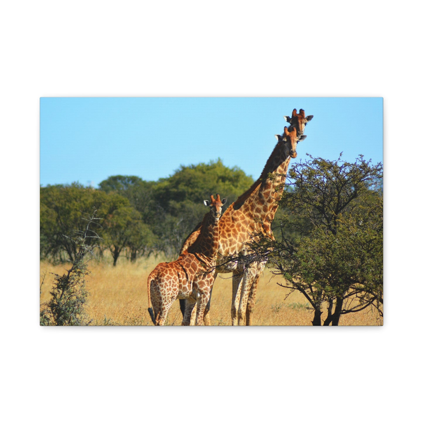 Giraffe Family in Africa