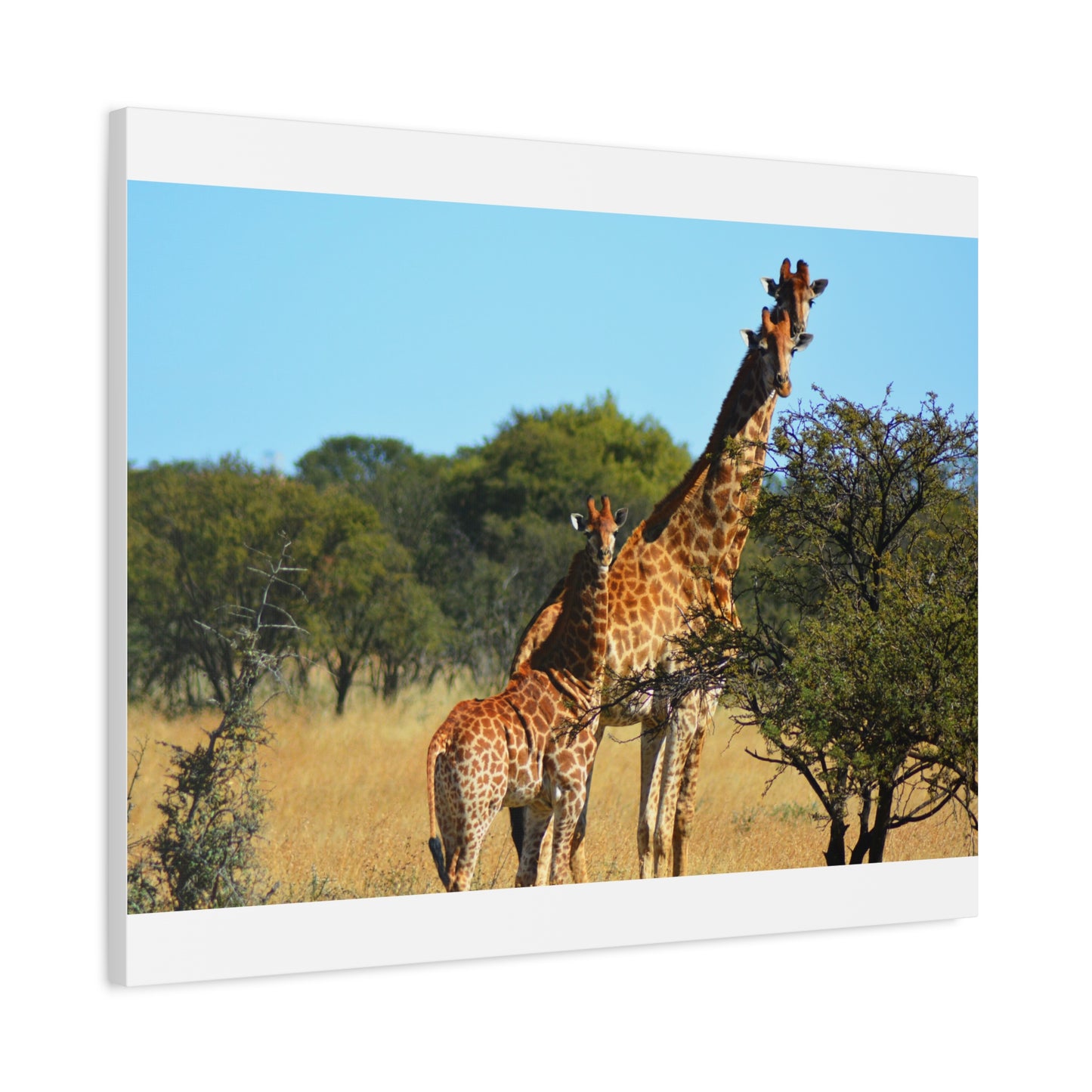 Giraffe Family in Africa