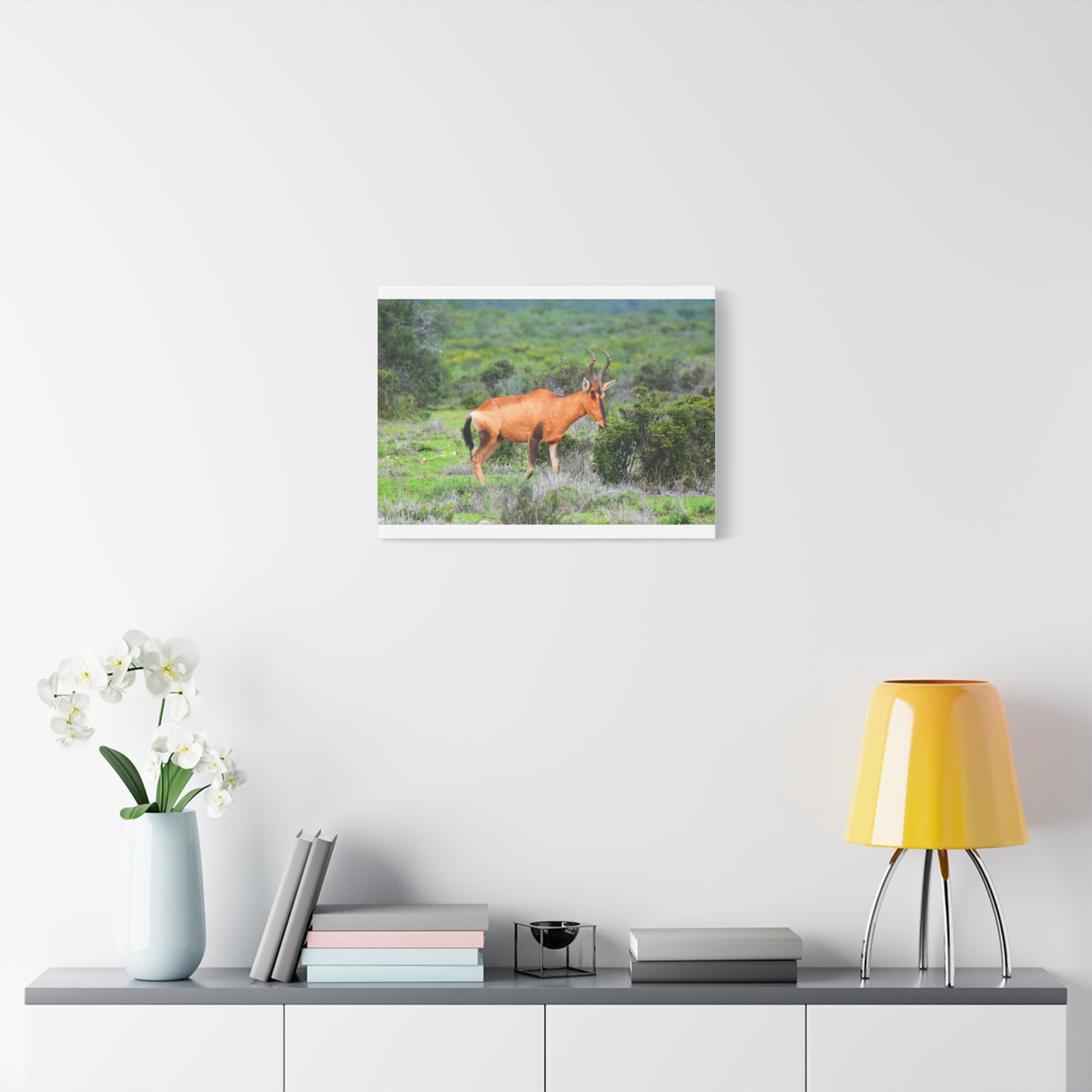 Africa Red Hartebeest - Canvas Print
