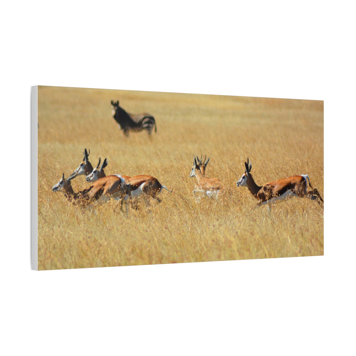 Springbok Herd in African Savannah