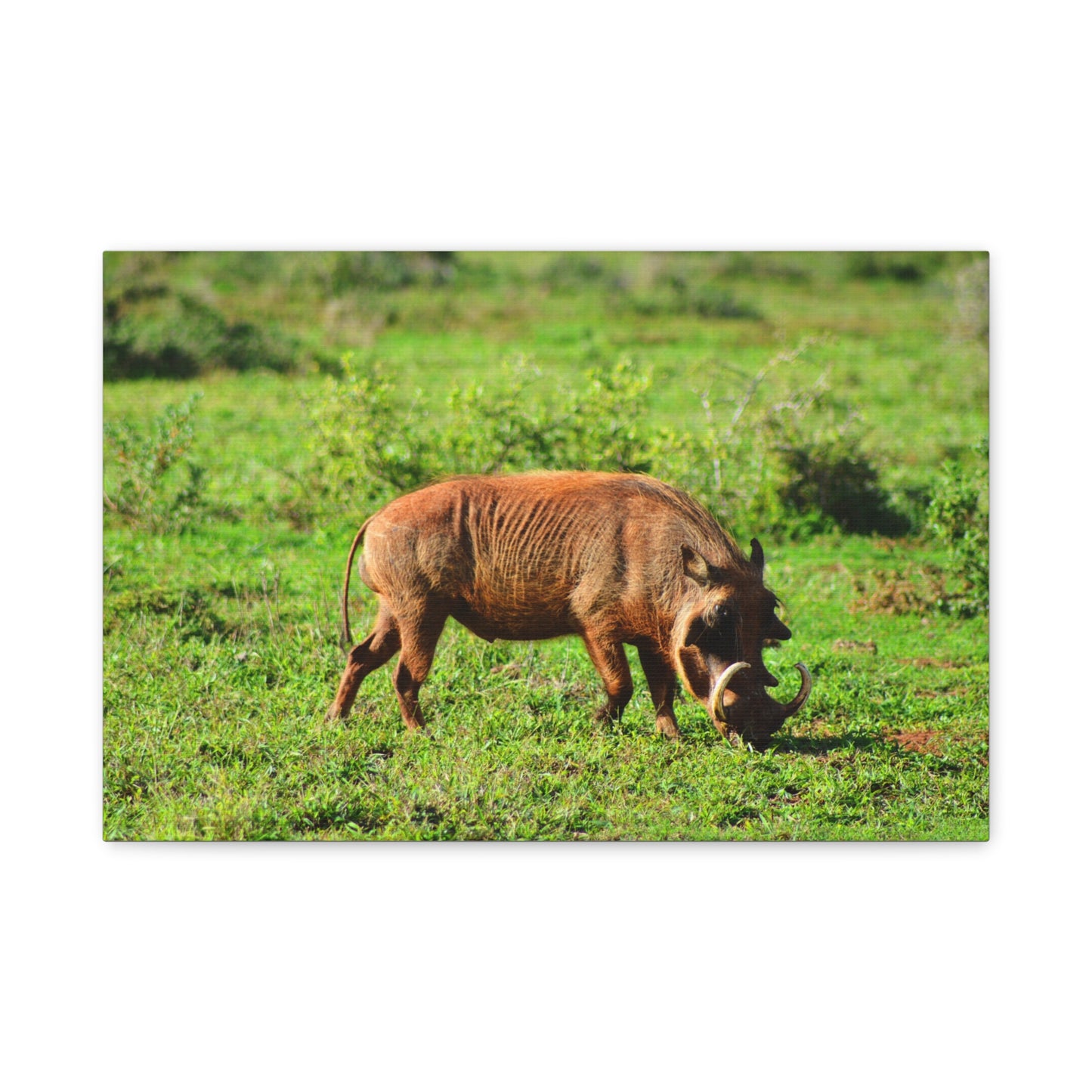 African Warthog - Canvas Print