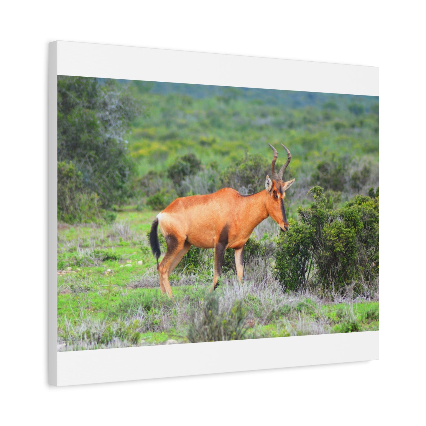 Africa Red Hartebeest - Canvas Print