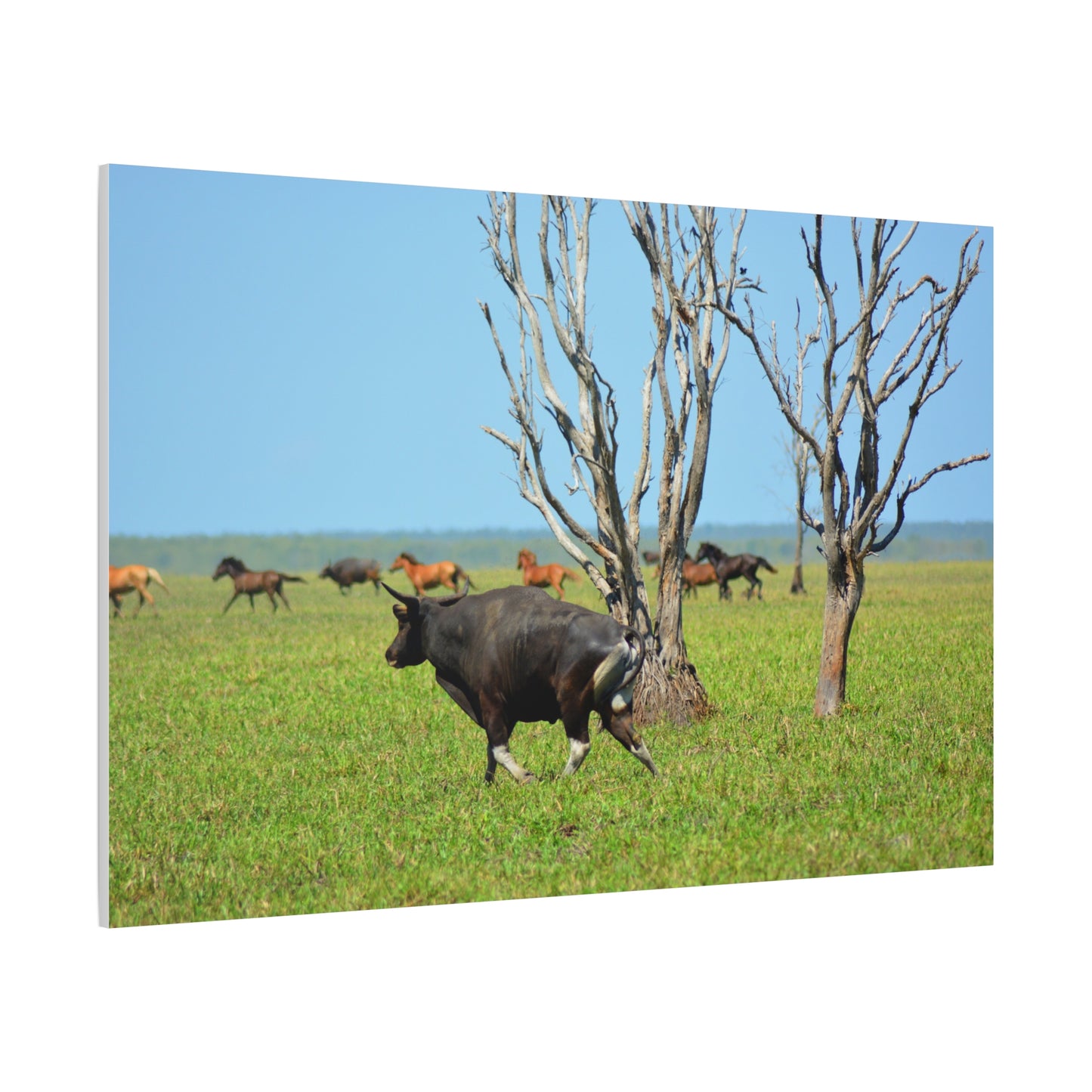 Australia Banteng - Canvas Print