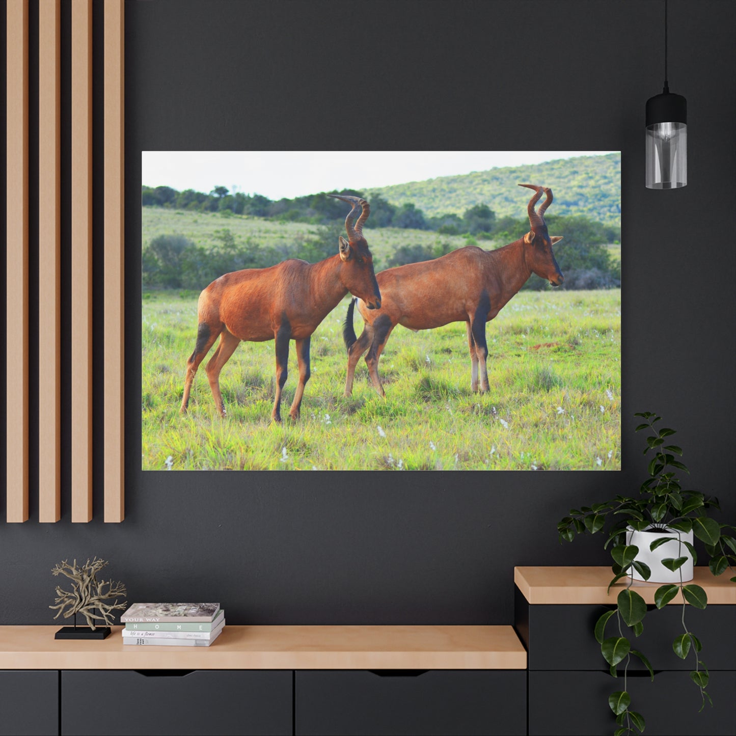 African Red Hartebeest - Canvas Print
