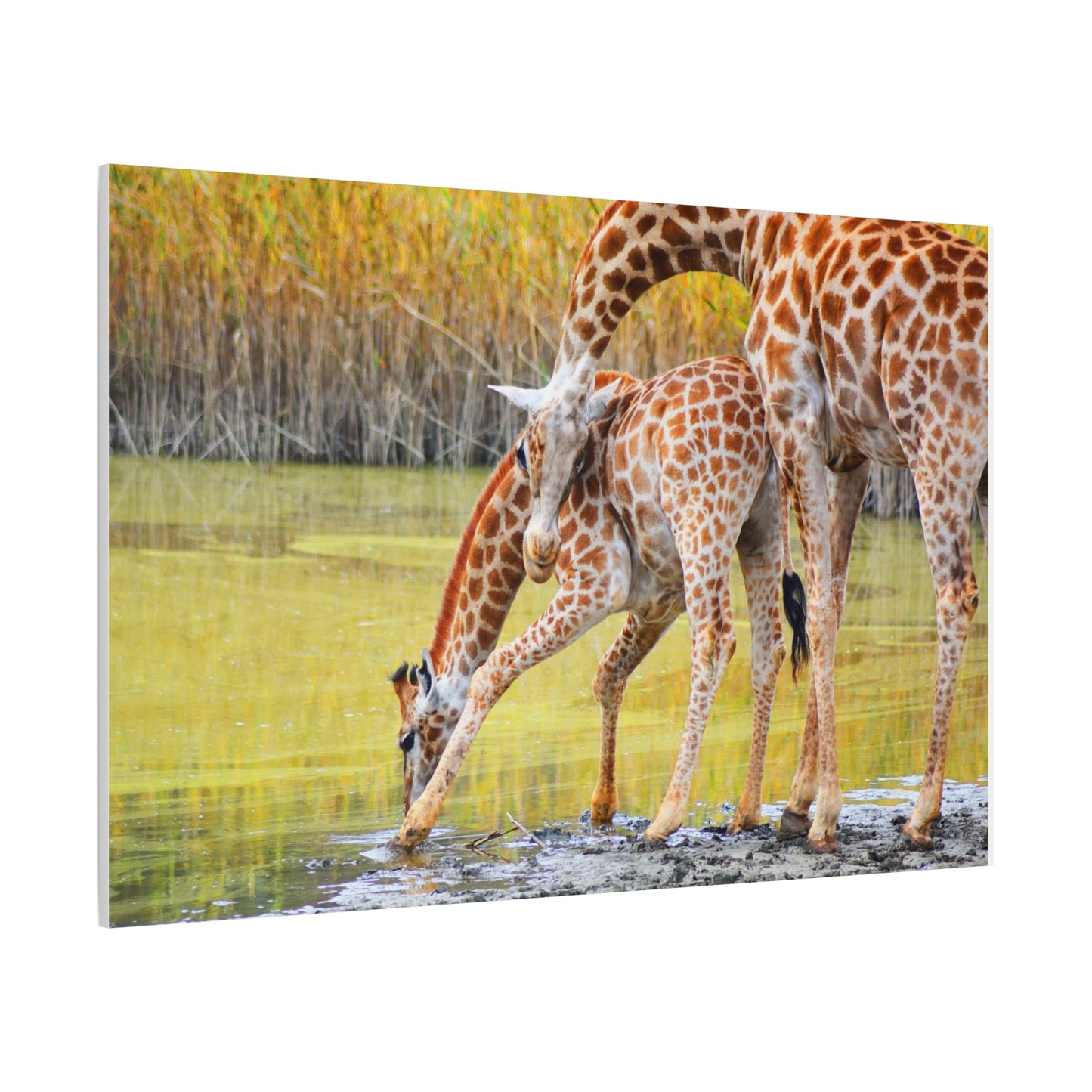 Giraffe Family Matte Canvas Wall Art, Nature Decor, Wildlife Print, Animal Lovers Gift, Nursery Decoration