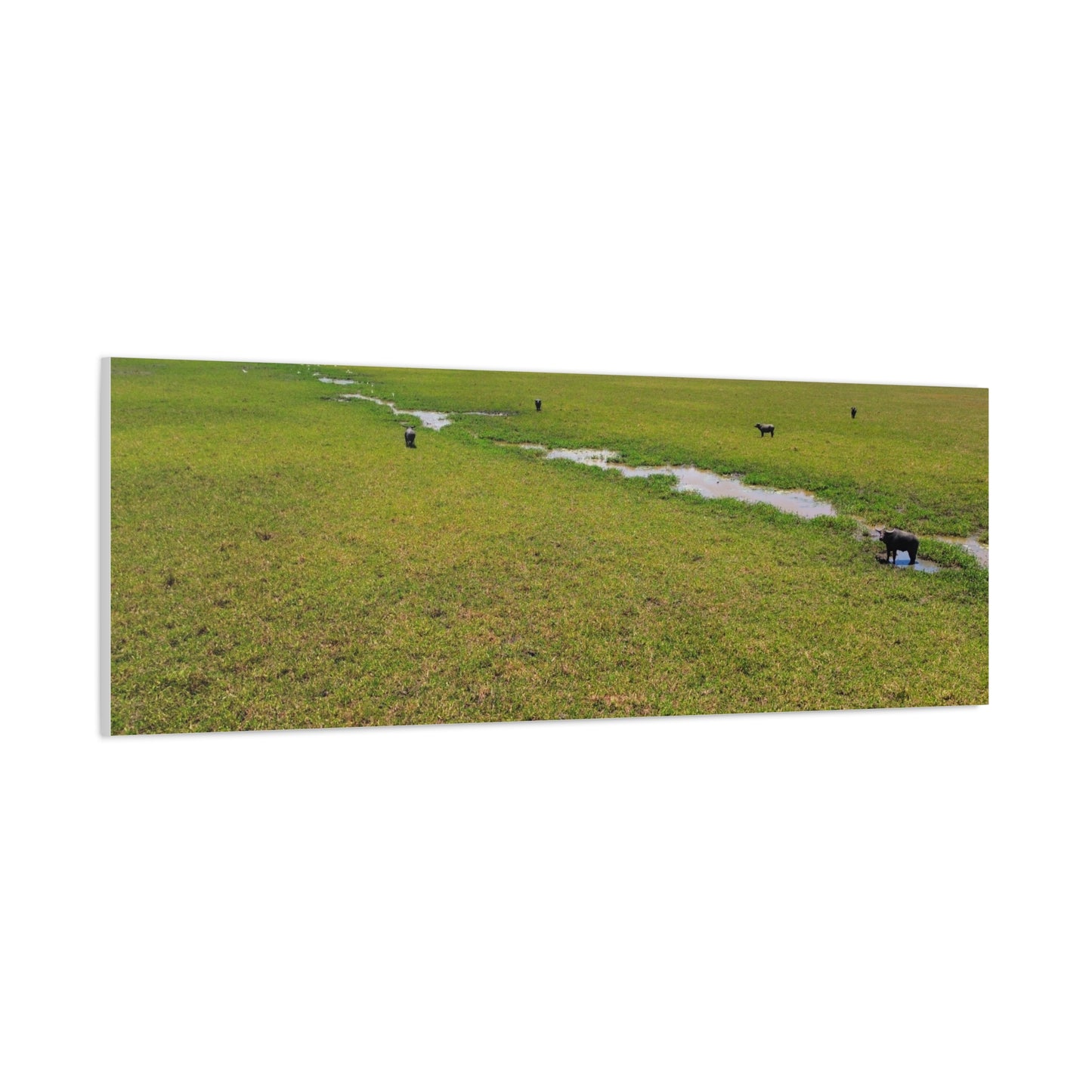 Asiatic Water Buffalo Australian Outback - Canvas Print