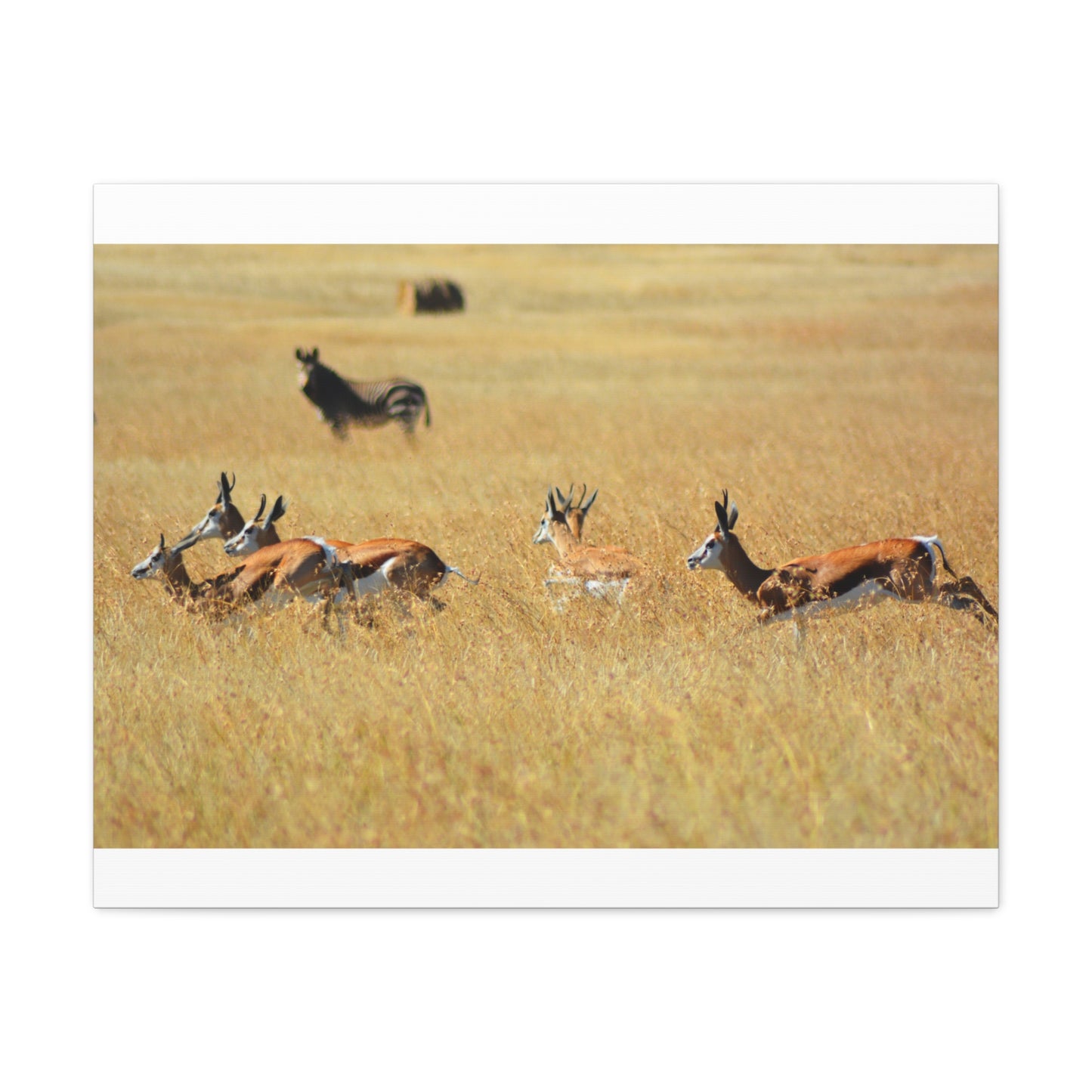 Springbok Herd in African Savannah